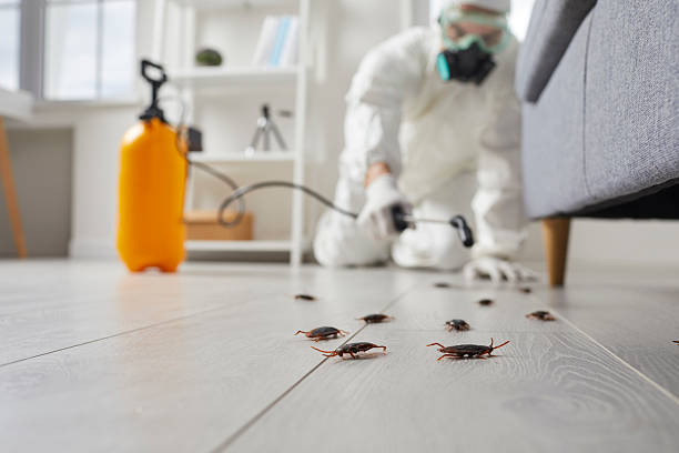 Commercial Kitchen Cockroach Control in Wailua Homesteads